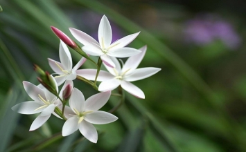 Như bạn vốn là